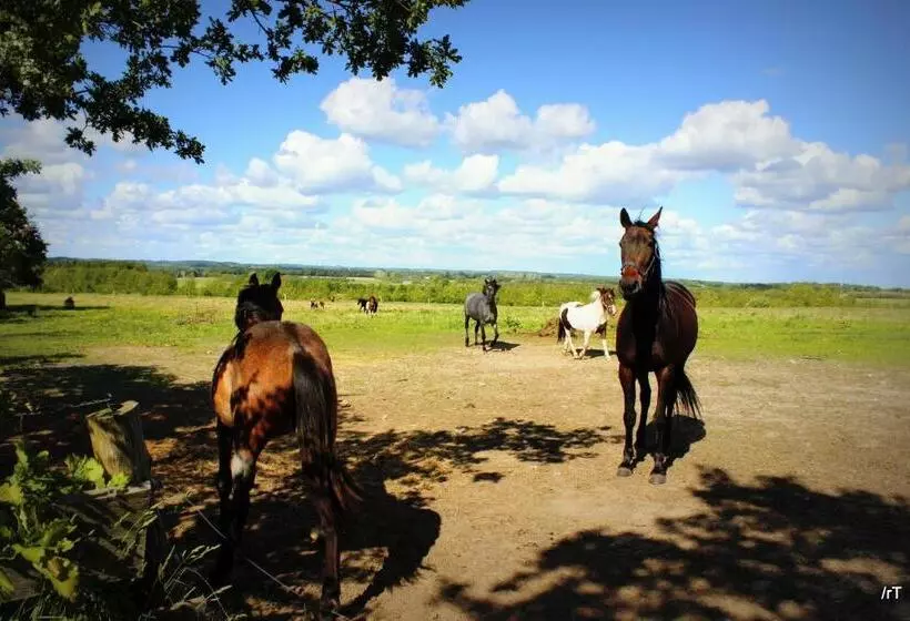 Stutteri Skandihest Apartments