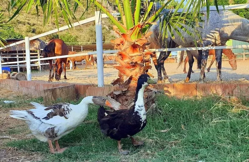 هتل Patara Caretta
