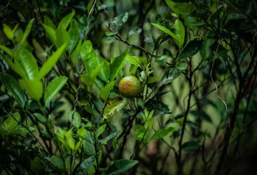 Hotelli Shambala Yercaud