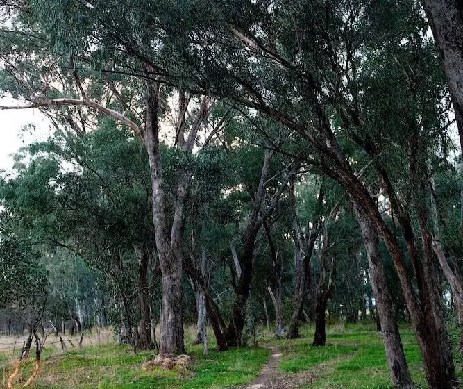 Byronsvale Vineyard And Accommodation