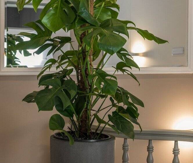 فندق Plaza 1866 Superior City Rooms