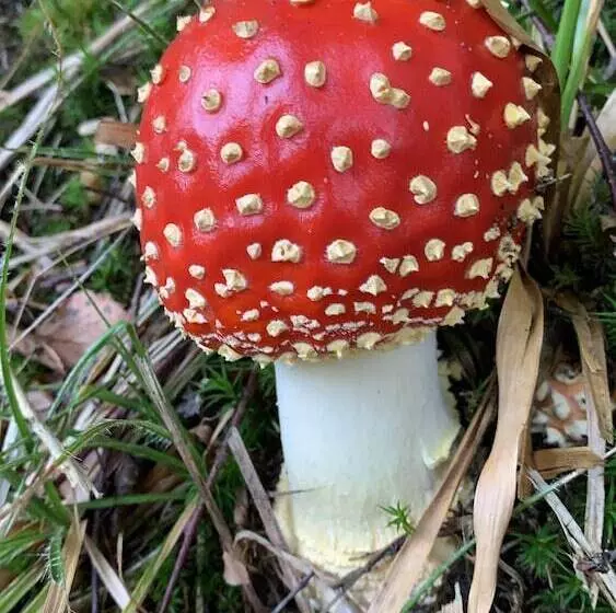 Apartment Schwarz Waldperle