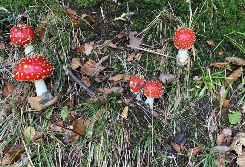 Apartment Schwarz Waldperle
