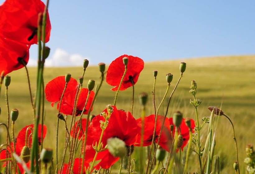 La Escuela Del Campo