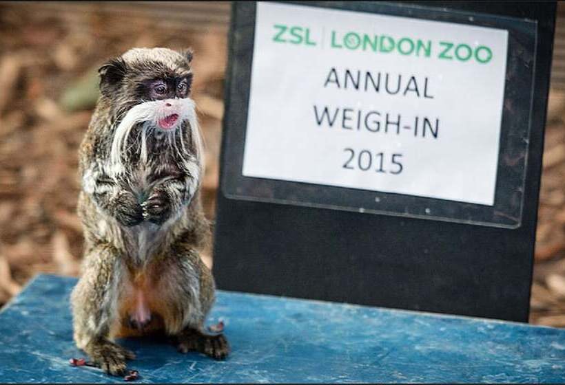 The New Kent Road Apartments