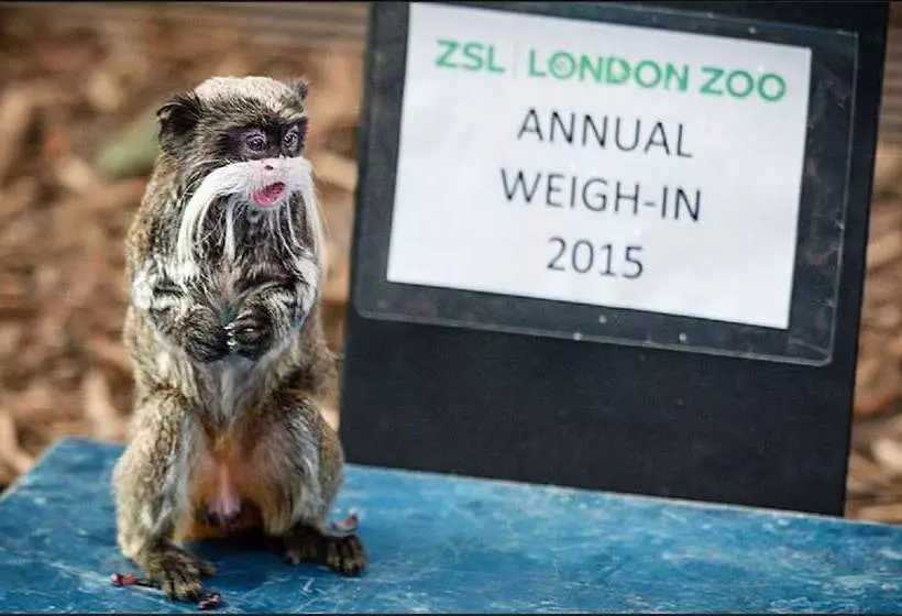 The New Kent Road Apartments