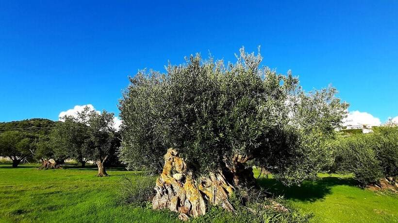 Villa Elaionas 1 Experiencing Nature S Tranquility!