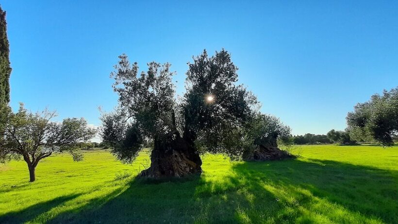 Villa Elaionas 1 Experiencing Nature S Tranquility!