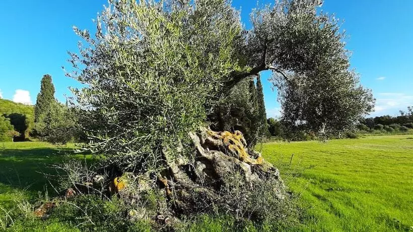 Villa Elaionas 1 Experiencing Nature S Tranquility!