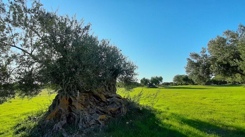 Villa Elaionas 1 Experiencing Nature S Tranquility!