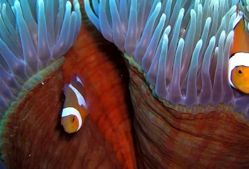 هتل Reef Encounter