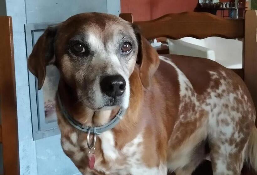 Bed and Breakfast La Tribu De Lavaud