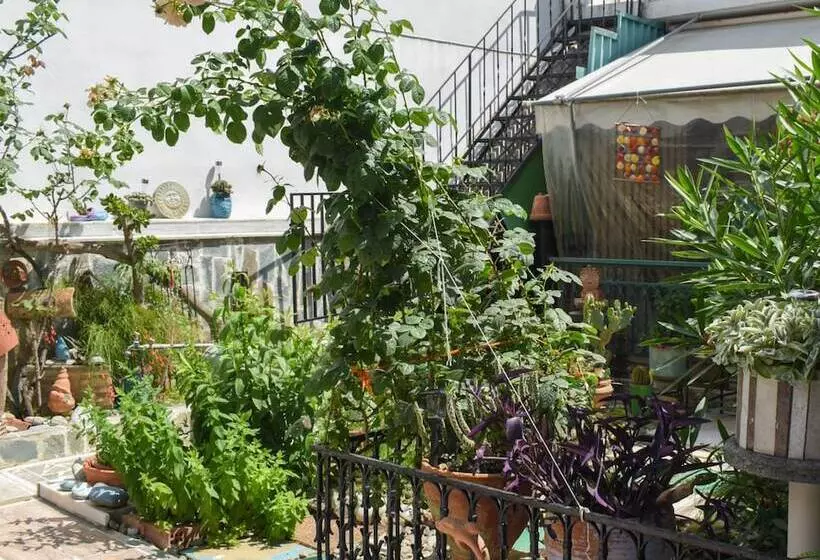 Urban Seaside Oasis   Adriana S Garden Paradise