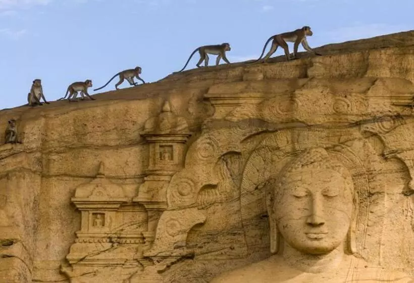 هتل Lion Resort