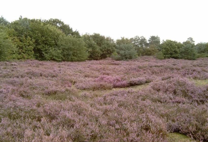 בית מלון כפרי De Vriezerbrug