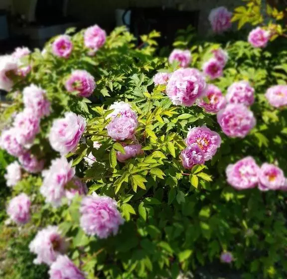 Aamiaismajoitus (B&B) Chambres D Hôtes Anne Marie