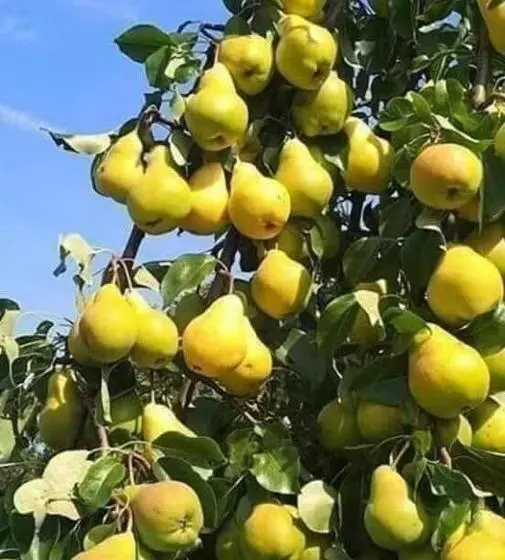 Pension Villa Bratislava