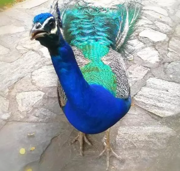 Pension Villa Bratislava