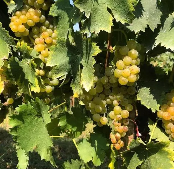 Pension Villa Bratislava