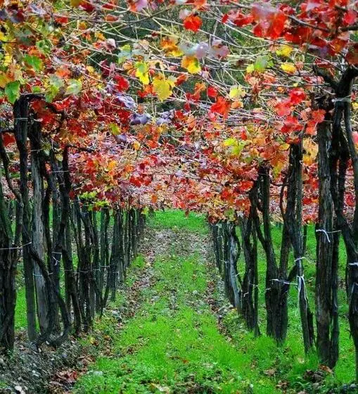 Pension Villa Bratislava