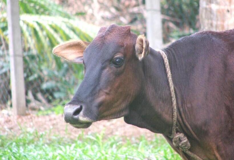 פנסיון Ging Oya Lodge