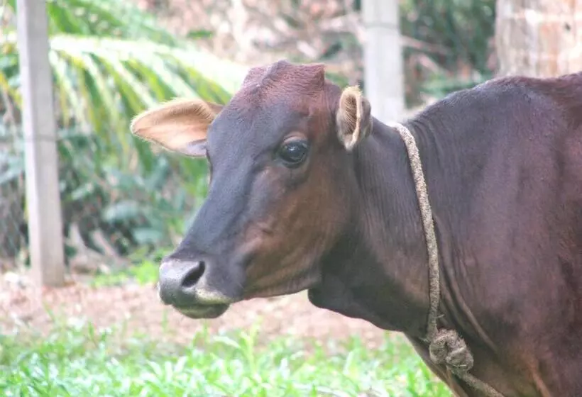 پانسیون Ging Oya Lodge