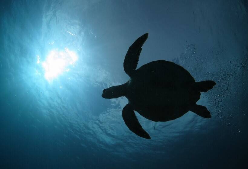 پانسیون Diving & Guest House Kariyushi Ishigakijima