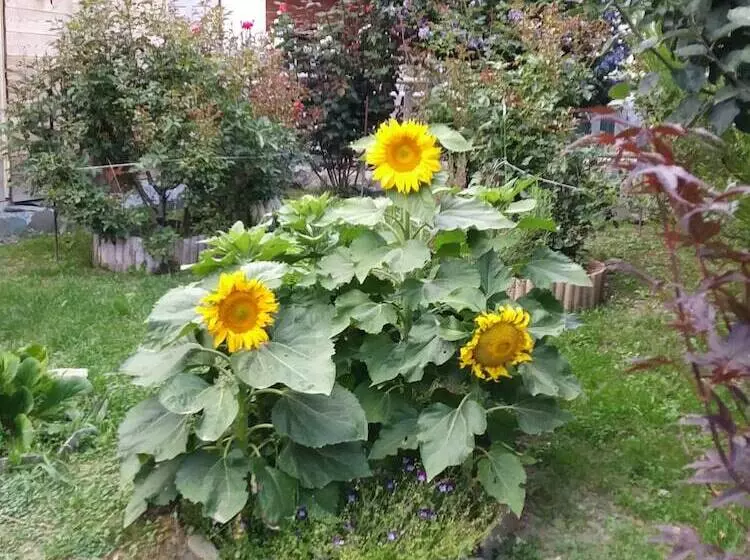 Aamiaismajoitus (B&B) Maison Biselli