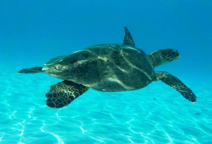 پانسیون Remo E Berenice