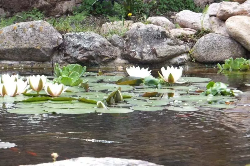 Aamiaismajoitus (B&B) Les Chambres De L Hôte Antique