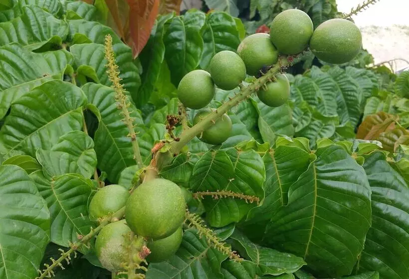 پانسیون Paofai Guesthouse