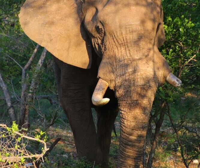 هتل Parsons Hilltop Safari Camp