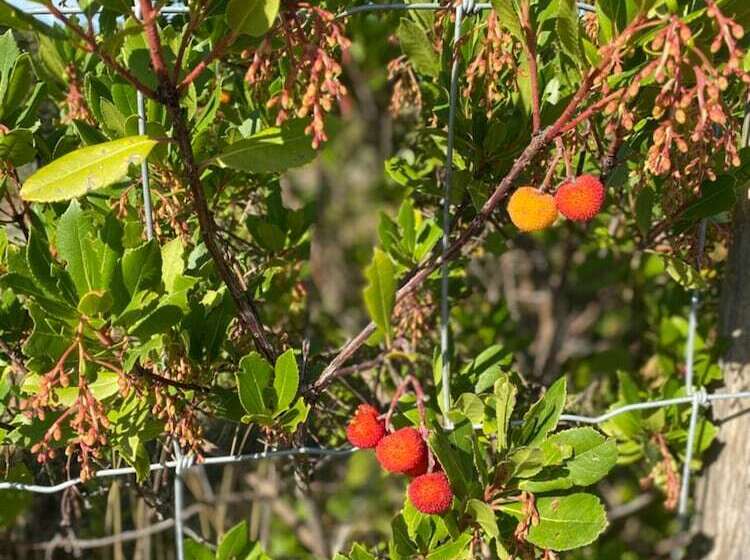 צימר Relais San Filippo In Sogaglia