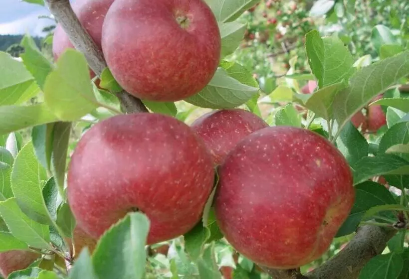 Majatalo Pousada Morro Grande