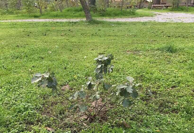 ホテル Camping Le Mas Des Chenes