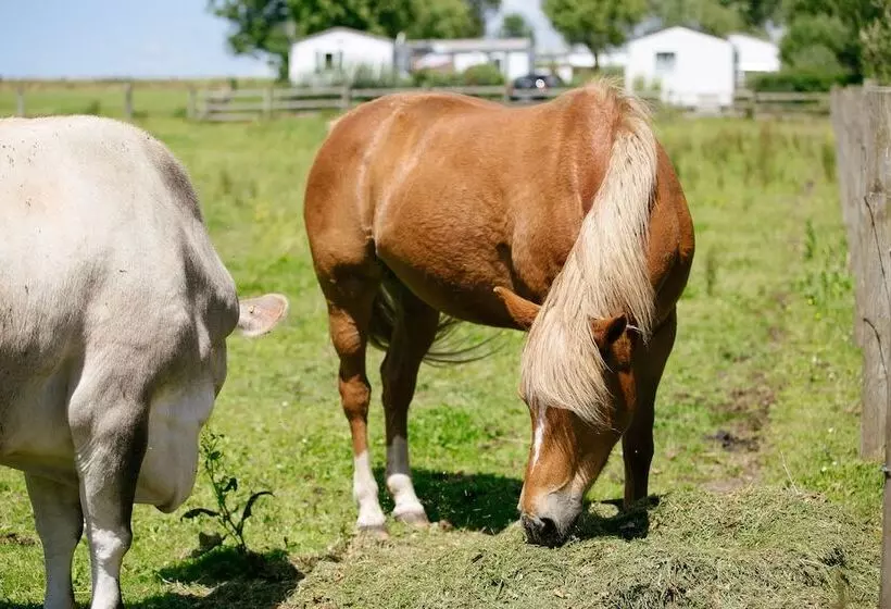 Hotelli Camping Saint Michel