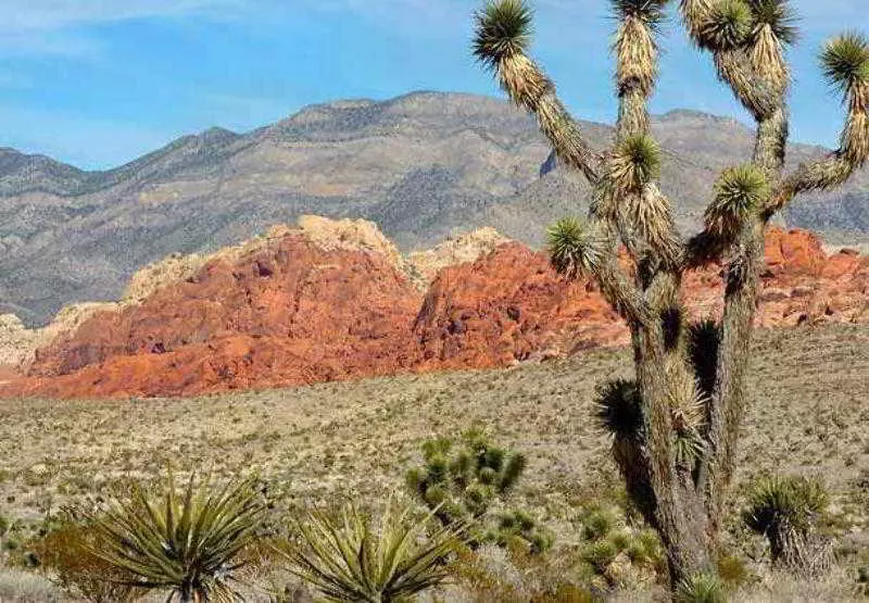 Residence Inn By Marriott Las Vegas Henderson/green Valley