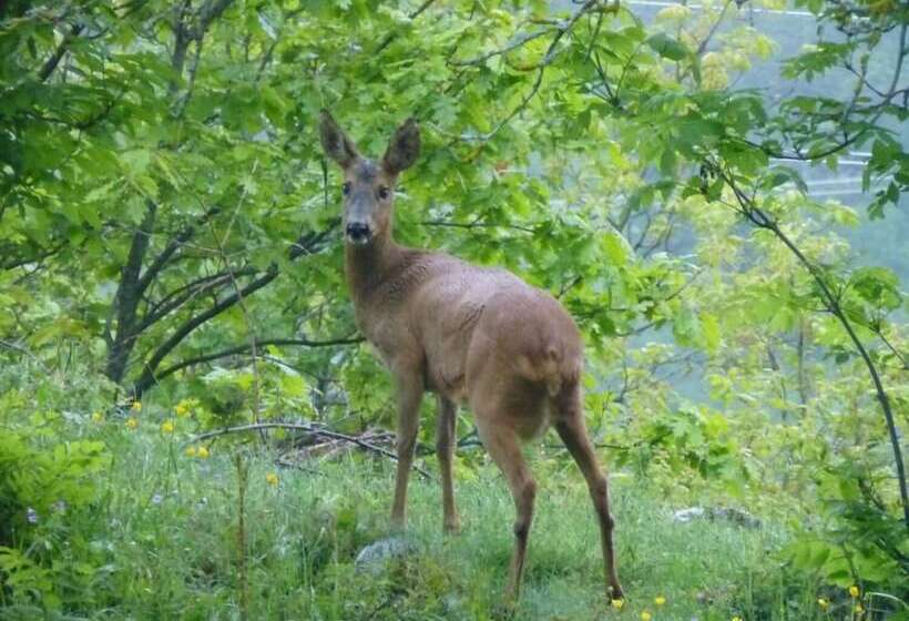 بنسيون Casa Puig