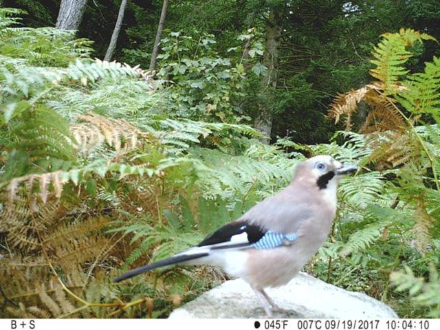 הוסטל Bellevue Chambres D'hôtes