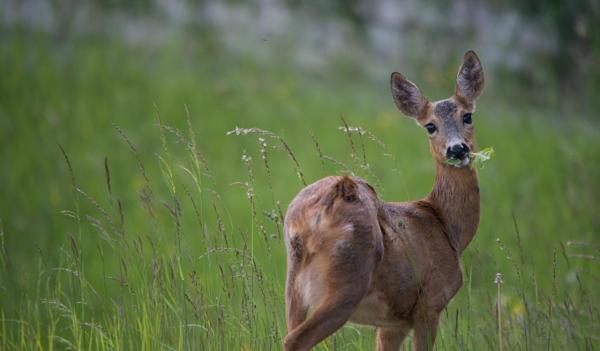 הוסטל Bellevue Chambres D'hôtes