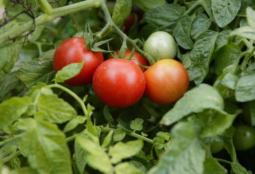 Agriturismo Podere San Gregorio