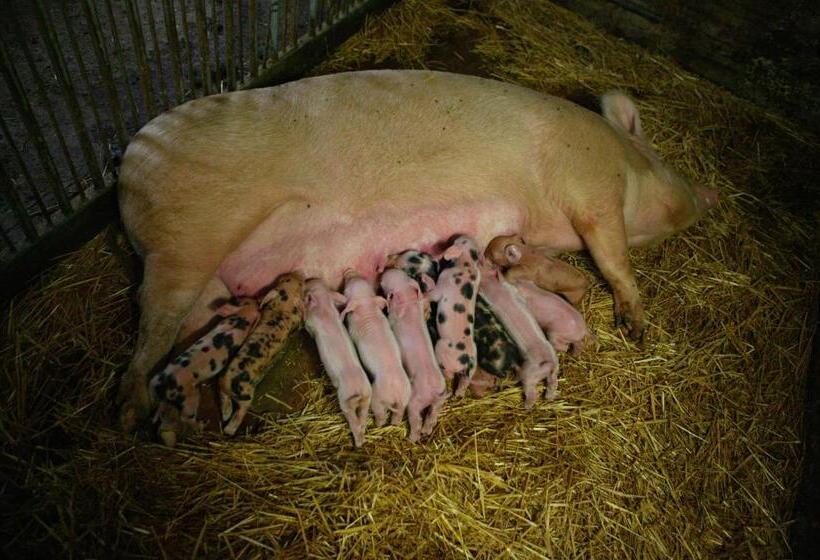 Agriturismo Podere San Gregorio