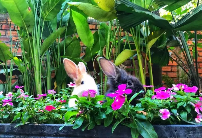 پانسیون Ella's Villa Siem Reap