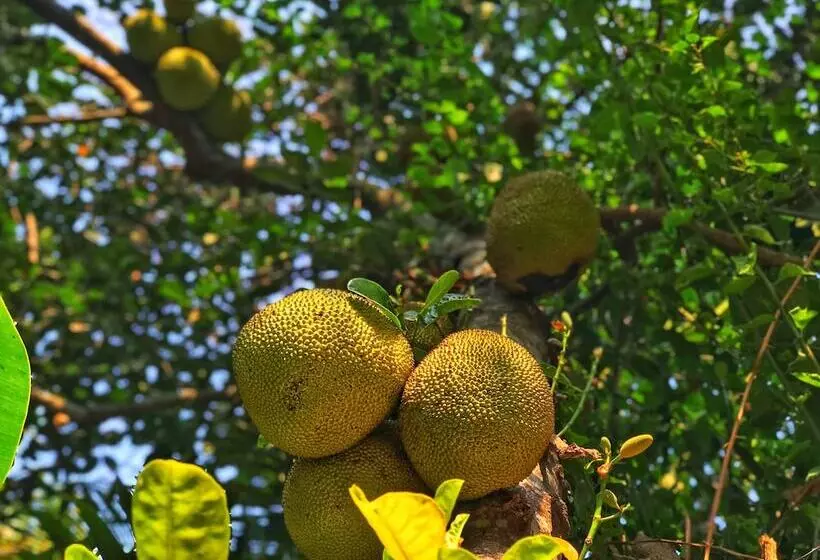 پانسیون Ella's Villa Siem Reap