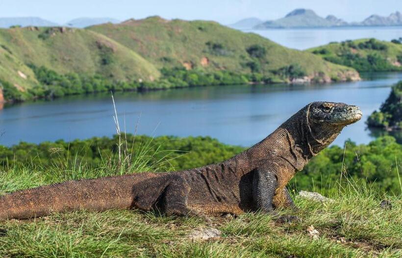 Отель Meruorah Komodo Labuan Bajo