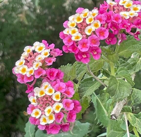 פנסיון Chambre D Hôtes A Vadina Porticcio