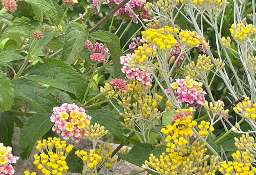 פנסיון Chambre D Hôtes A Vadina Porticcio