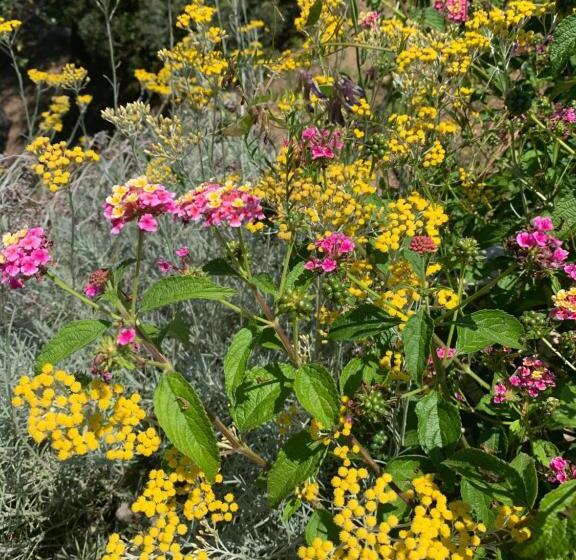 פנסיון Chambre D Hôtes A Vadina Porticcio