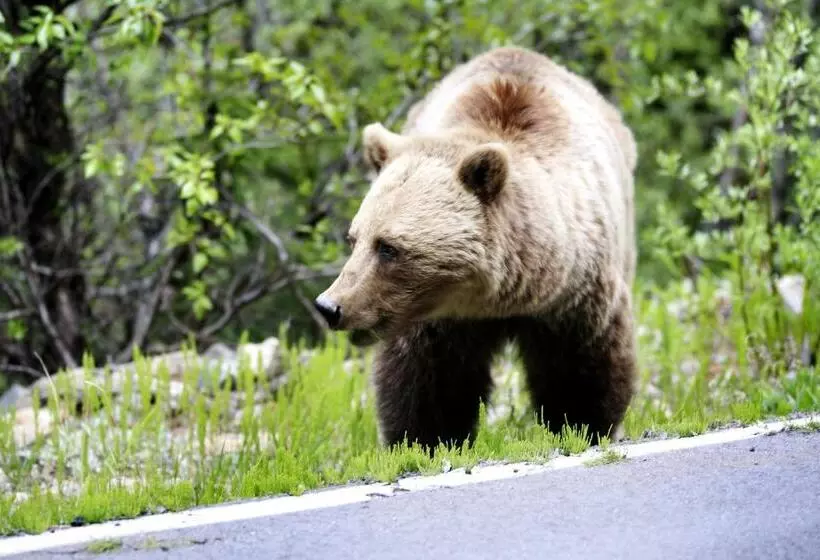 ホテル David Thompson Resort