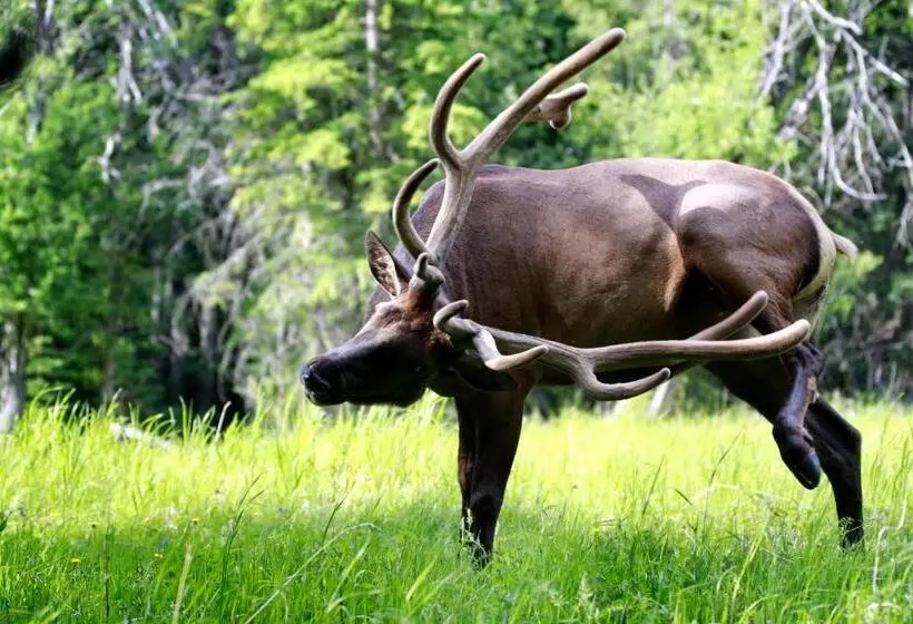 ホテル David Thompson Resort